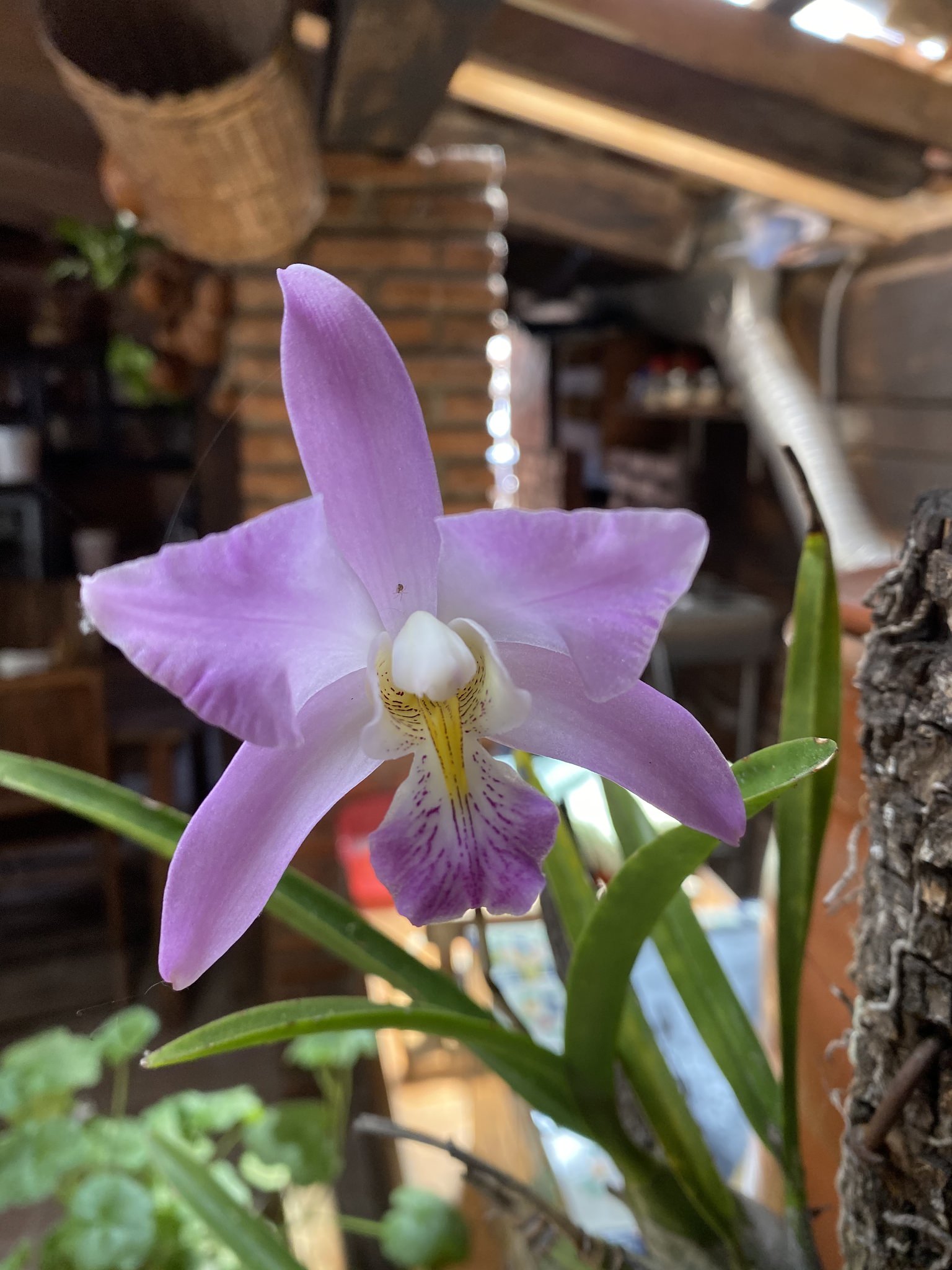 Laelia crawshayana